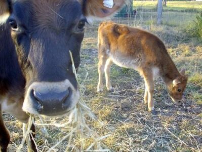 Family Cow: Three Things to Consider Image